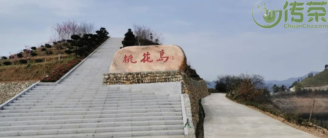 桃花岛桃花盛开黑茶之乡安化再添新景