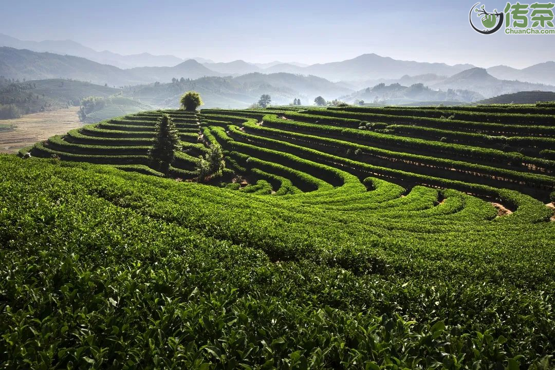 老一辈茶叶专家薛华先生曾撰写《松溪县的一个茶树新品种,任松溪县